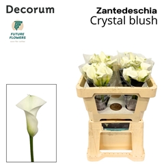 Zantedeschia Crystal Blush 50cm