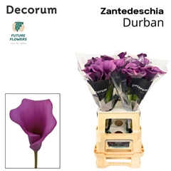 Zantedeschia Durban 65cm