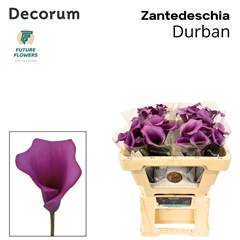 Zantedeschia Durban 50cm