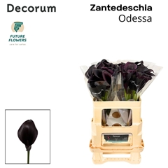 Zantedeschia Odessa 55cm