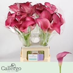 Zantedeschia Pink Jewel 65cm