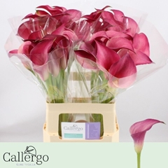 Zantedeschia Pink Jewel 60cm