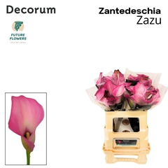 Zantedeschia Zazu 55cm