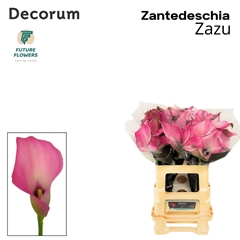 Zantedeschia Zazu 60cm