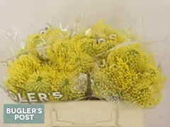 Leucospermum High Gold 30cm