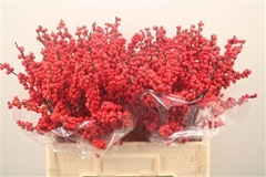 Ilex Verticillata 60cm