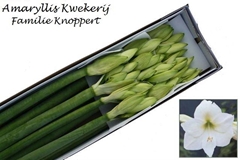 Hippeastrum Mont Blanc 80cm