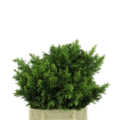 Chamaecyparis Obtusa Crippsii Per Bunch 40cm