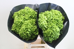 Hydrangea Apple Green 60cm 16cm Hd