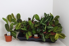 Calathea Mixed 3 Varietys 12Ø 25cm