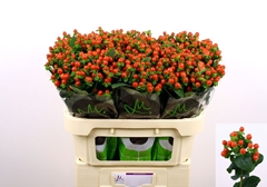 Hypericum Tomato Flair 70cm