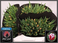 Tulip Single Leen Van Der Mark 35cm 28gr.