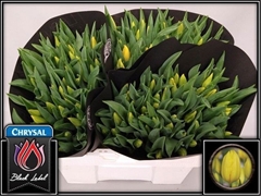 Tulip Single Strong Gold 40cm 35gr.