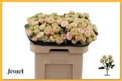 Rosa Spray Sweet Giselle! 60cm 6+