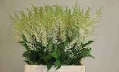 Astilbe Diamant 65cm
