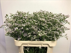 Limonium Caspium White Neto 80cm 50gr.