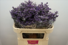Limonium Safora Dark Blue 70cm 30gr.