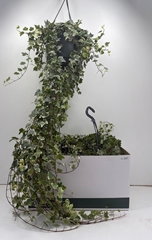 Hedera Helix Eva 24Ø 100cm