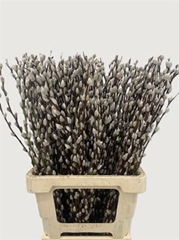 Salix Caprea Snow Flake 70cm