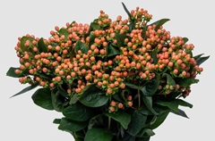 Hypericum Mellow Romance 60cm