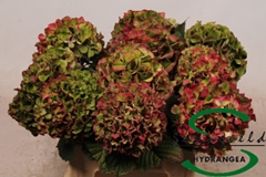 Hydrangea Glowing Alps Classic 60cm 8-10cm Hd