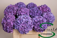 Hydrangea Rodeo Purple 50cm 11-13cm Hd