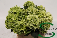 Hydrangea Lolly Pop Classic 40cm 9-11cm Hd
