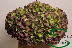 Hydrangea Verena Classic 40cm 16-18cm Hd