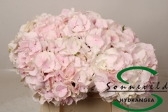 Hydrangea Royal Bliss 60cm 8-10cm Hd