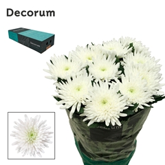 Chrysanth Single Topspin 70cm 95gr.