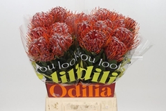 Leucospermum Scarlet Ribbon 50cm