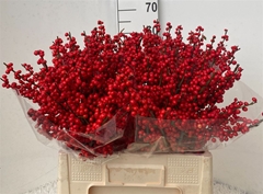 Ilex Verticillata 60cm