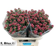 Chrysanth Santini Calimero Salmon 75cm 50gr.