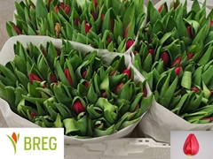Tulip Single Renegade 35cm 40gr.