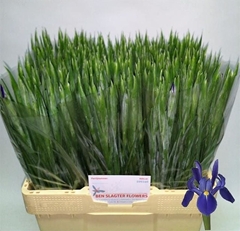 Iris Blue Magic 60cm