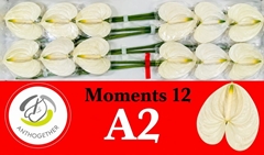 Anthurium Moments 13cm Hd