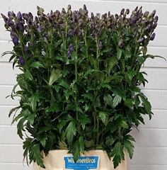 Aconitum Carmichaelii Arendsii 90cm