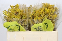 Anigozanthos Yellow Gem 50cm
