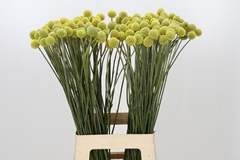 Craspedia Yellow 70cm