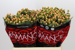 Hypericum Mellow Romance 60cm