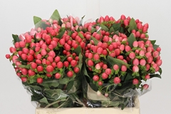 Hypericum Sweet Romance 40cm