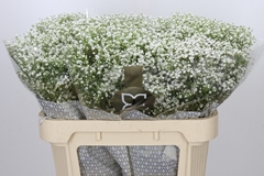 Gypsophila Paniculata Zinzi Discovery 70cm 20gr.
