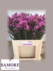 Limonium Sinuatum Rosa Sun Birds 45cm 10gr.