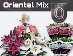 Lily Oriental Mix 85cm 4+