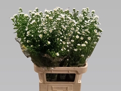 Aster Monte Casino Improved 85cm 35gr.