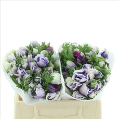 Anemone Coronaria Mistral Plus Celeste 35cm