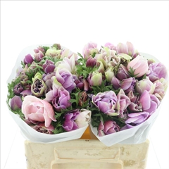 Anemone Coronaria Mistral Plus Cenere 35cm