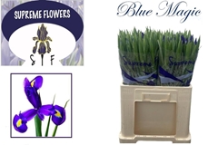 Iris Blue Magic 56cm