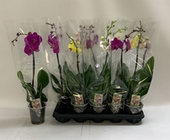 Phalaenopsis Mix 12Ø 60cm 1st