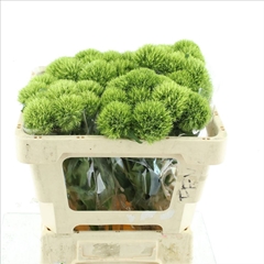Dianthus Barb Kiwi Mellow 50cm